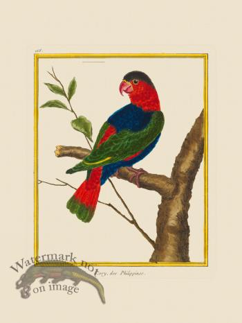 Martinet Bird 168